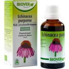 Echinacea Purpurea 50ml